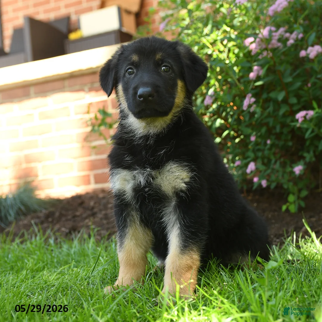 German Shepherd dogs for sale: Stella  - Ad 1