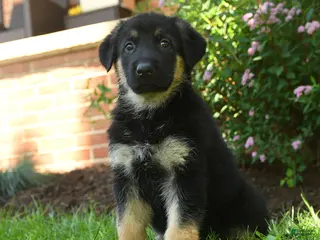 German Shepherd dogs for sale: Stella - Ad 4