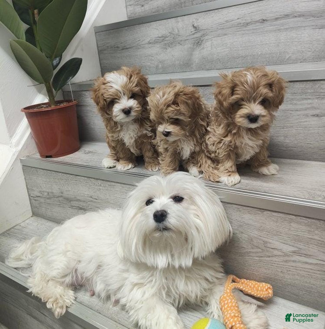 Maltipoo dogs for sale: Ella - Ad 2