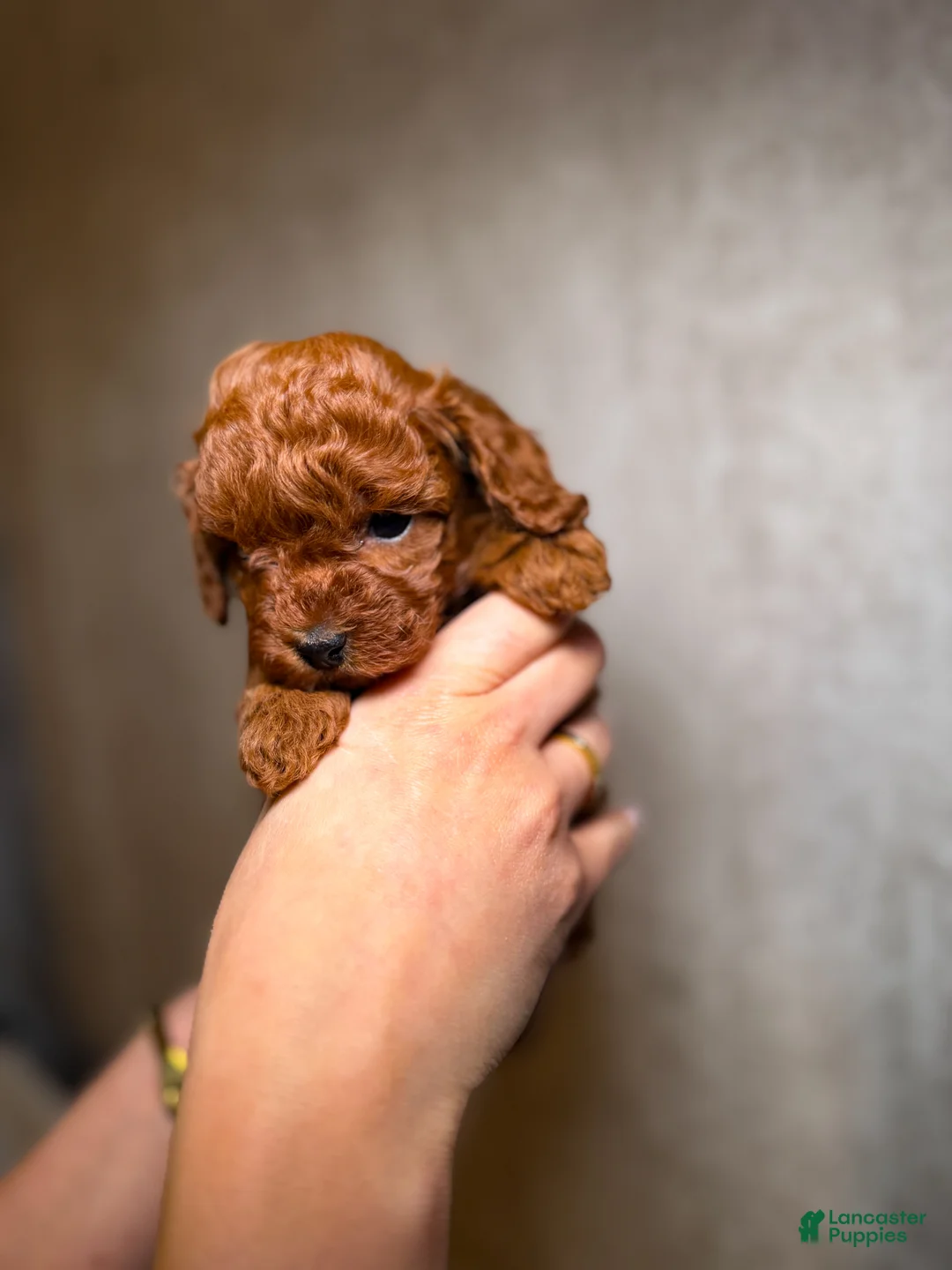 Toy Poodle dogs for sale: Toy Poodle Puppy 1 - Ad 2