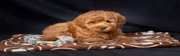 Mini Goldendoodle dogs for sale: Laylah - Ad 3