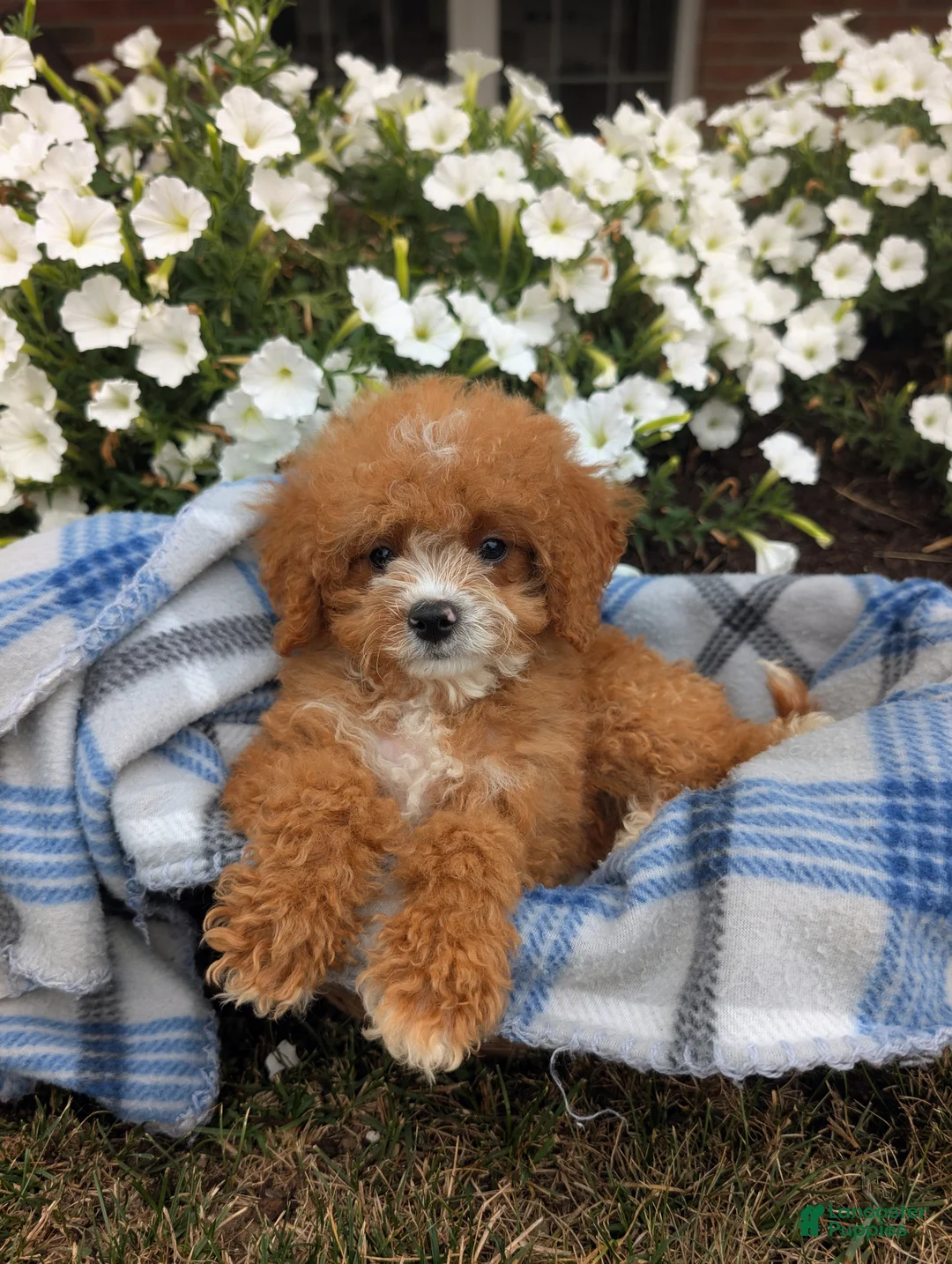 Cavapoo dogs for sale: Scotty  - Ad 1