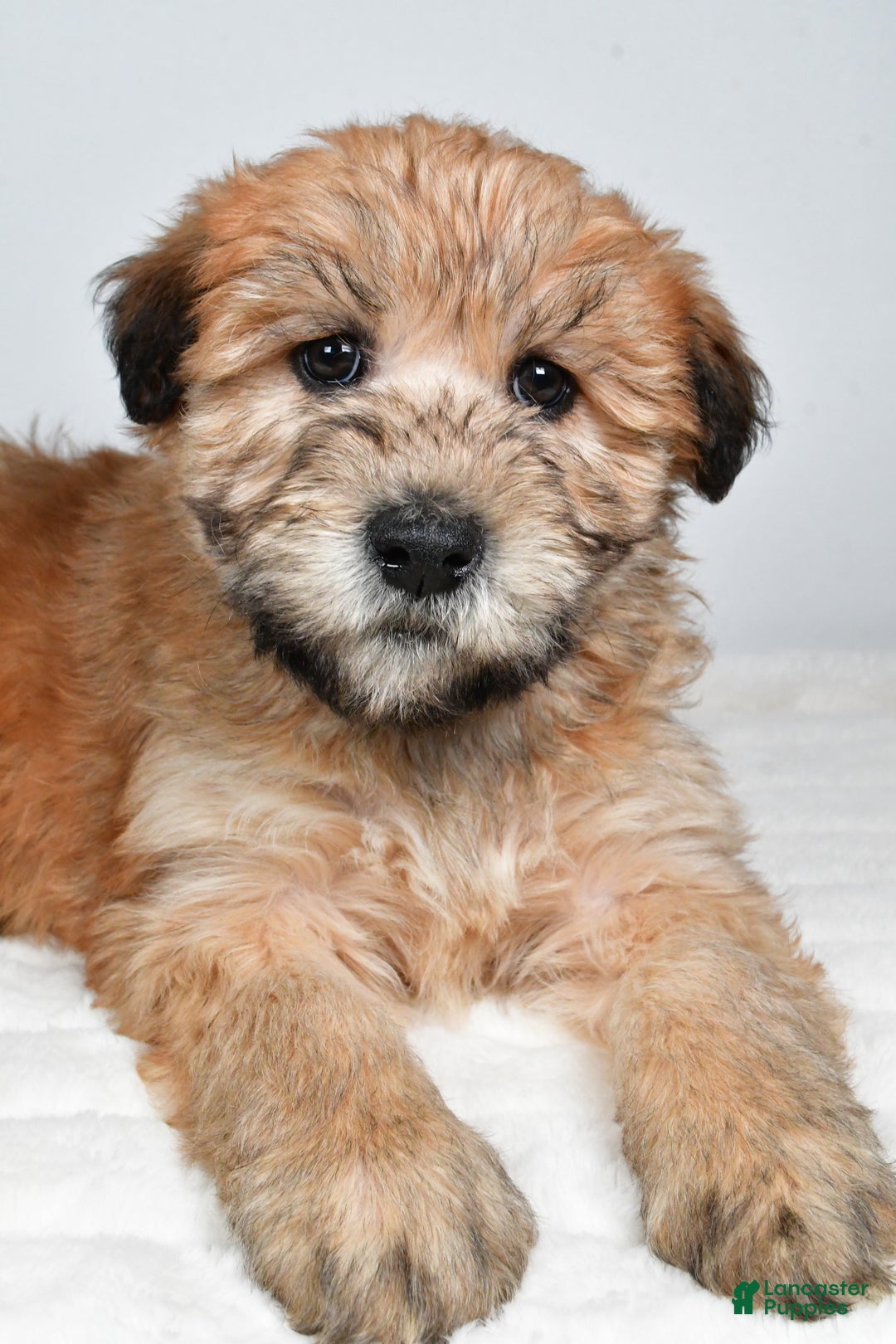 Soft Coated Wheaten Terrier dogs for sale: Angel - Ad 8