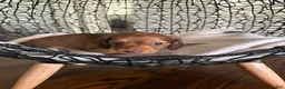 Miniature Dachshund dogs for sale: River - Ad 7