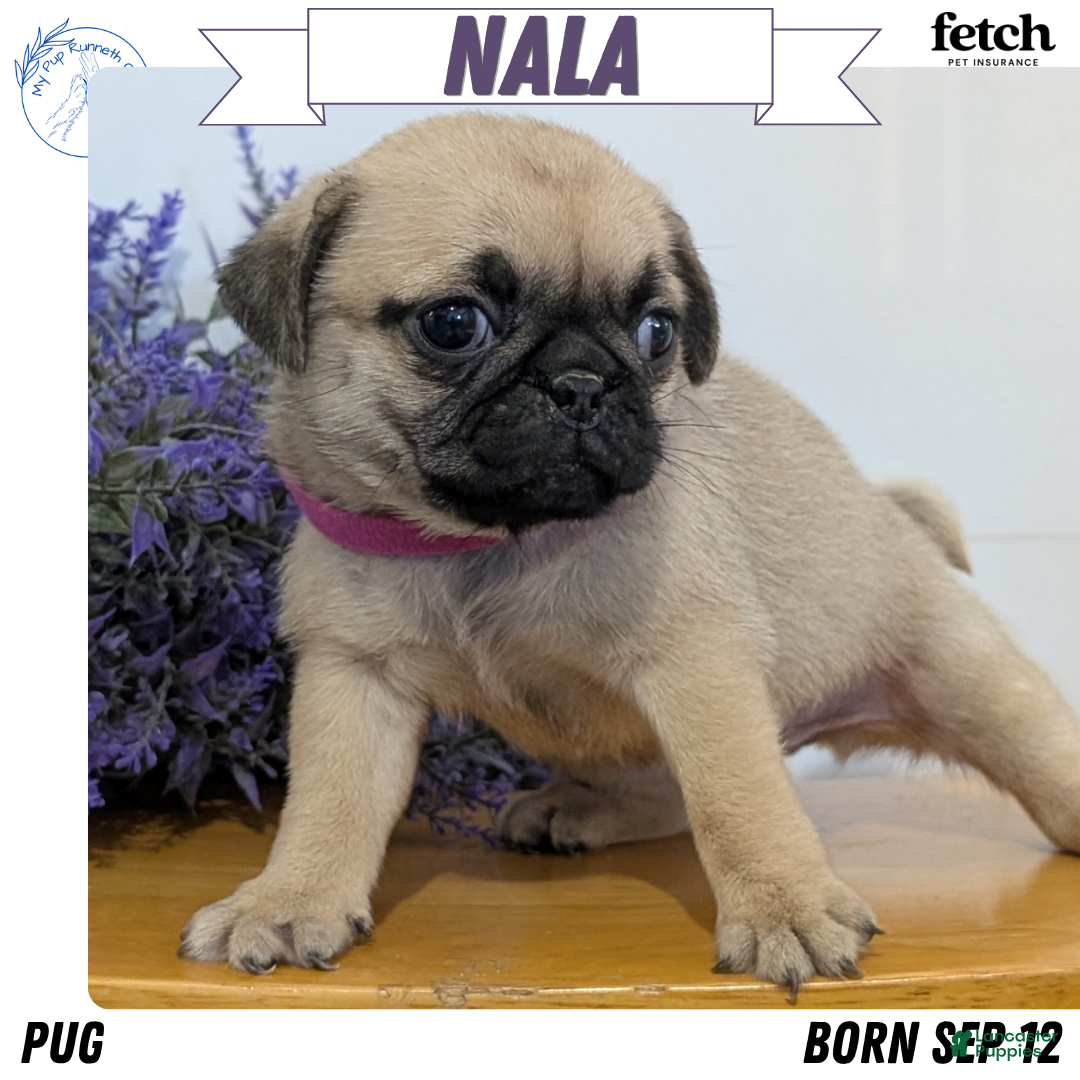 Pug dogs for sale: Nala - Ad 1
