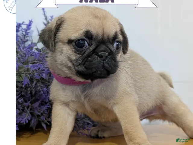Pug dogs for sale: Nala - Ad 1