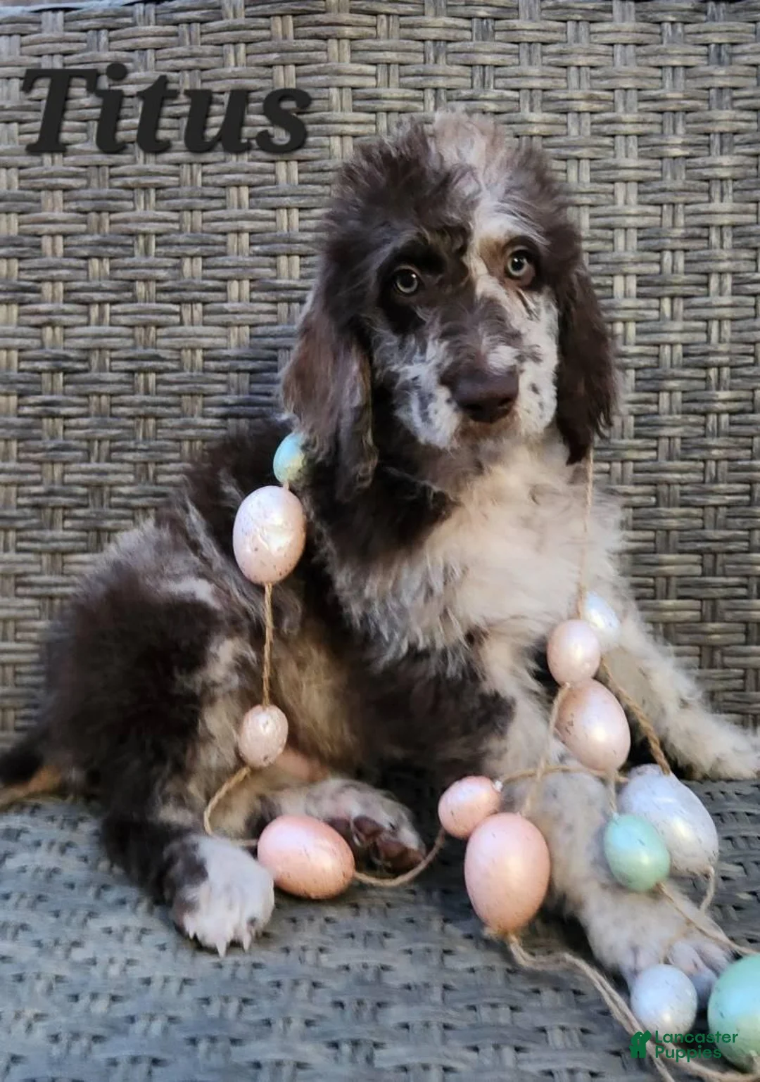 Labradoodle dogs for sale: Titus - Ad 1