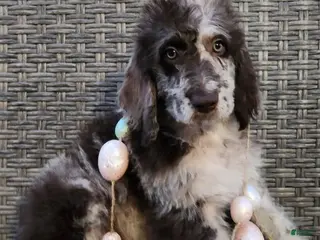 Labradoodle dogs Titus - Ad 33