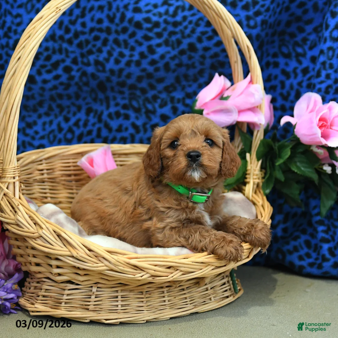Cockapoo dogs for sale: Frisbee - Ad 5