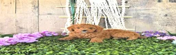 Mini Goldendoodle dogs for sale: Mr Centery - Ad 2