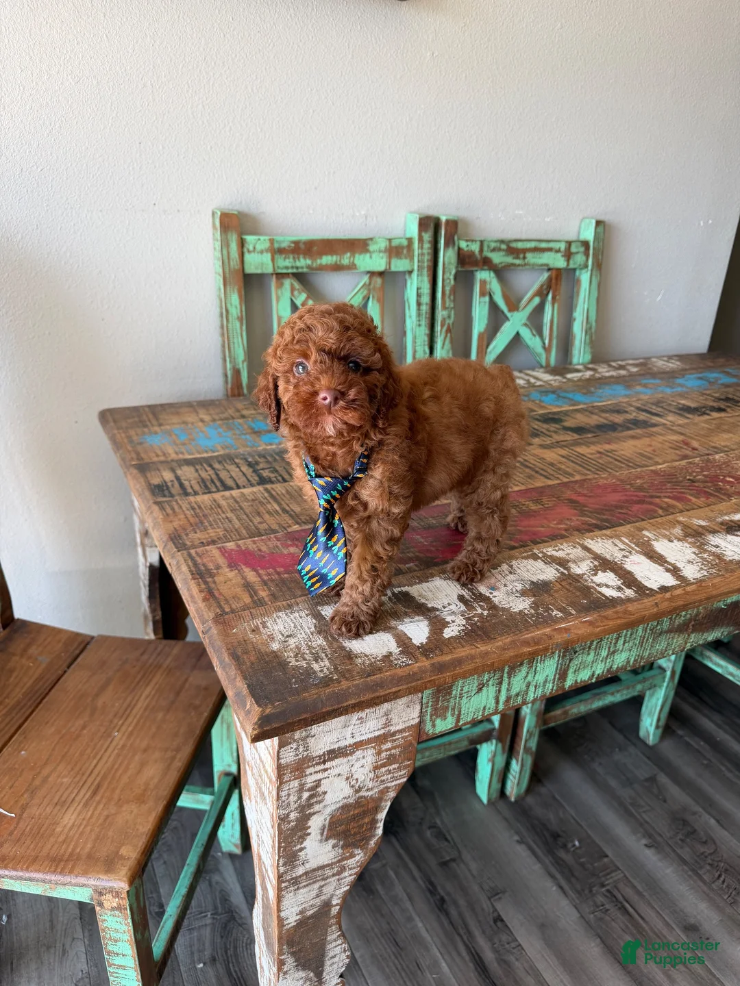 Miniature Poodle dogs for sale: Akc Clear 🧬 Tested Red Poodle Boy - Ad 2