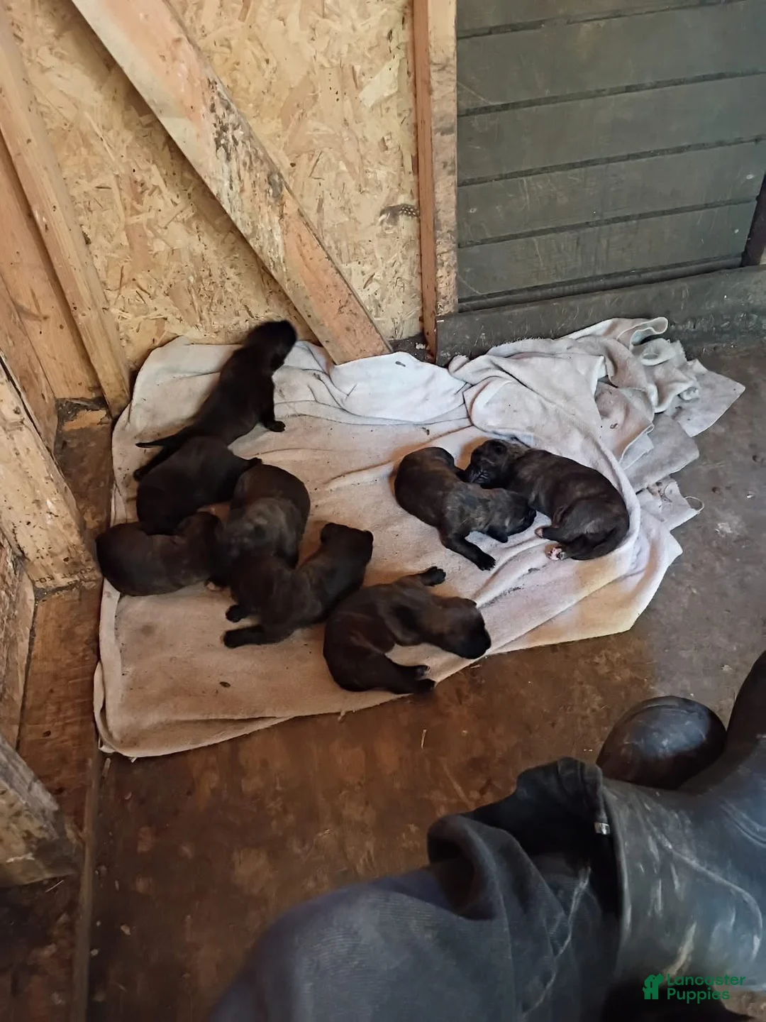 Cane Corso dogs for sale: Cane Corso 5 - Ad 1