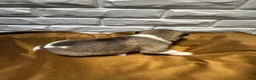 Akita dogs for sale: Aurora - Ad 2