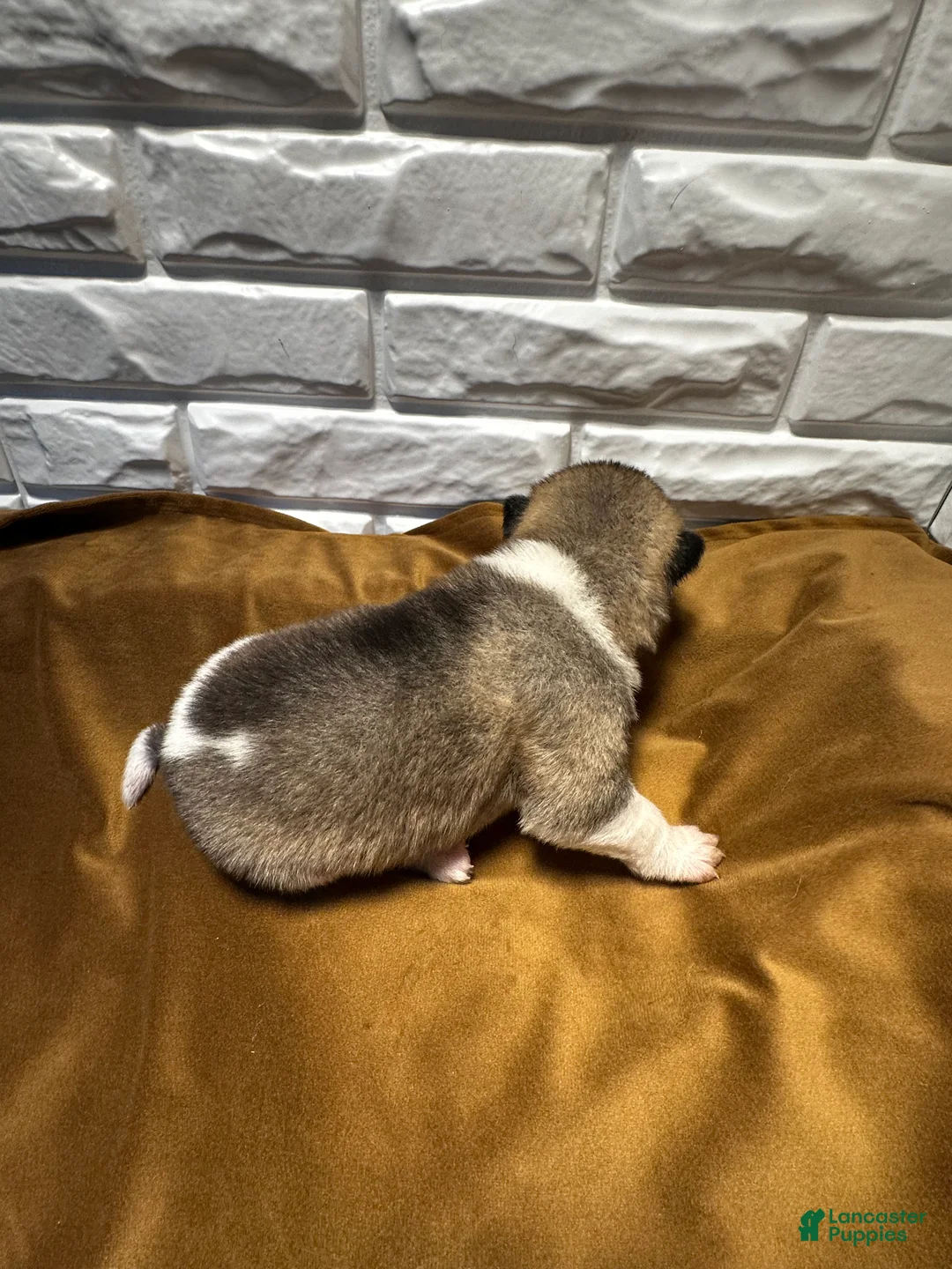 Akita dogs for sale: Aurora - Ad 2