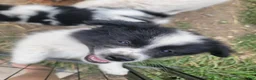 Pomeranian dogs for sale: Oreo - Ad 25
