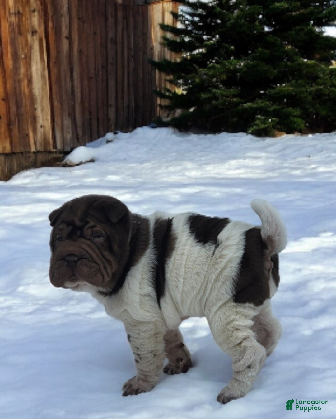 Shar Pei dogs for sale: Chucky chocolate flower mini  - Ad 10