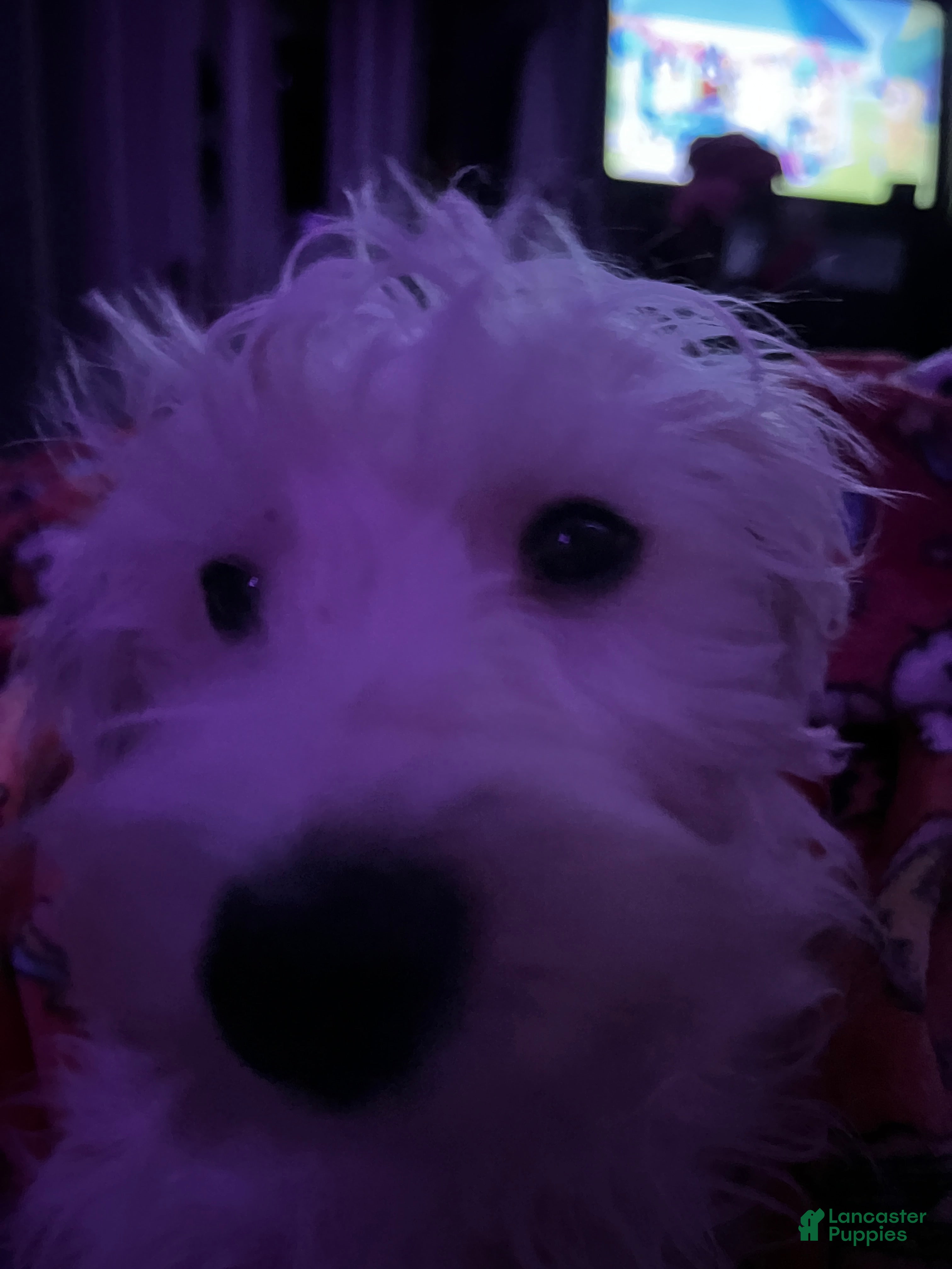 Yochon dogs Morty - Ad 2