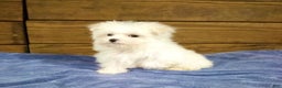 Maltese dogs for sale: Snowy - Ad 3