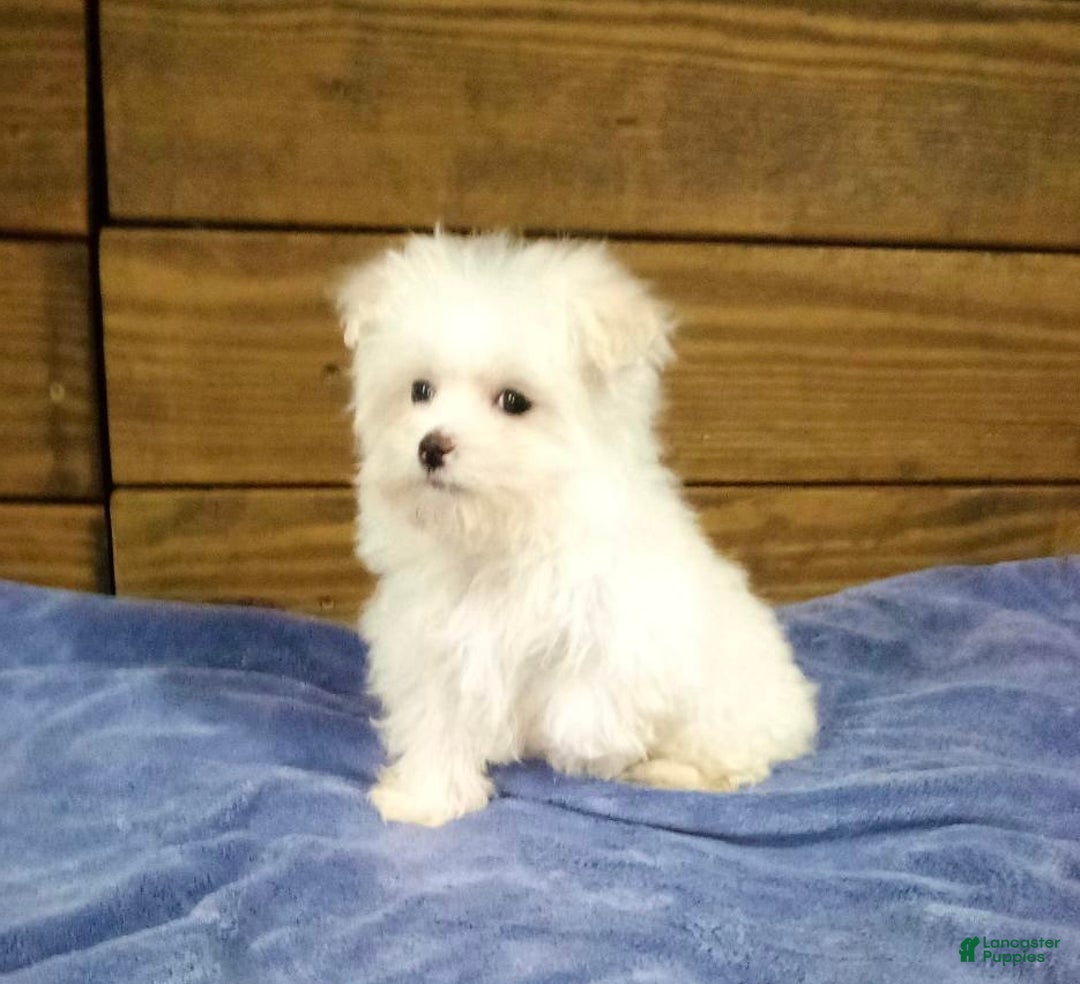 Maltese dogs for sale: Snowy - Ad 3