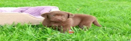 Labrador Retriever dogs for sale: Coco - Ad 3