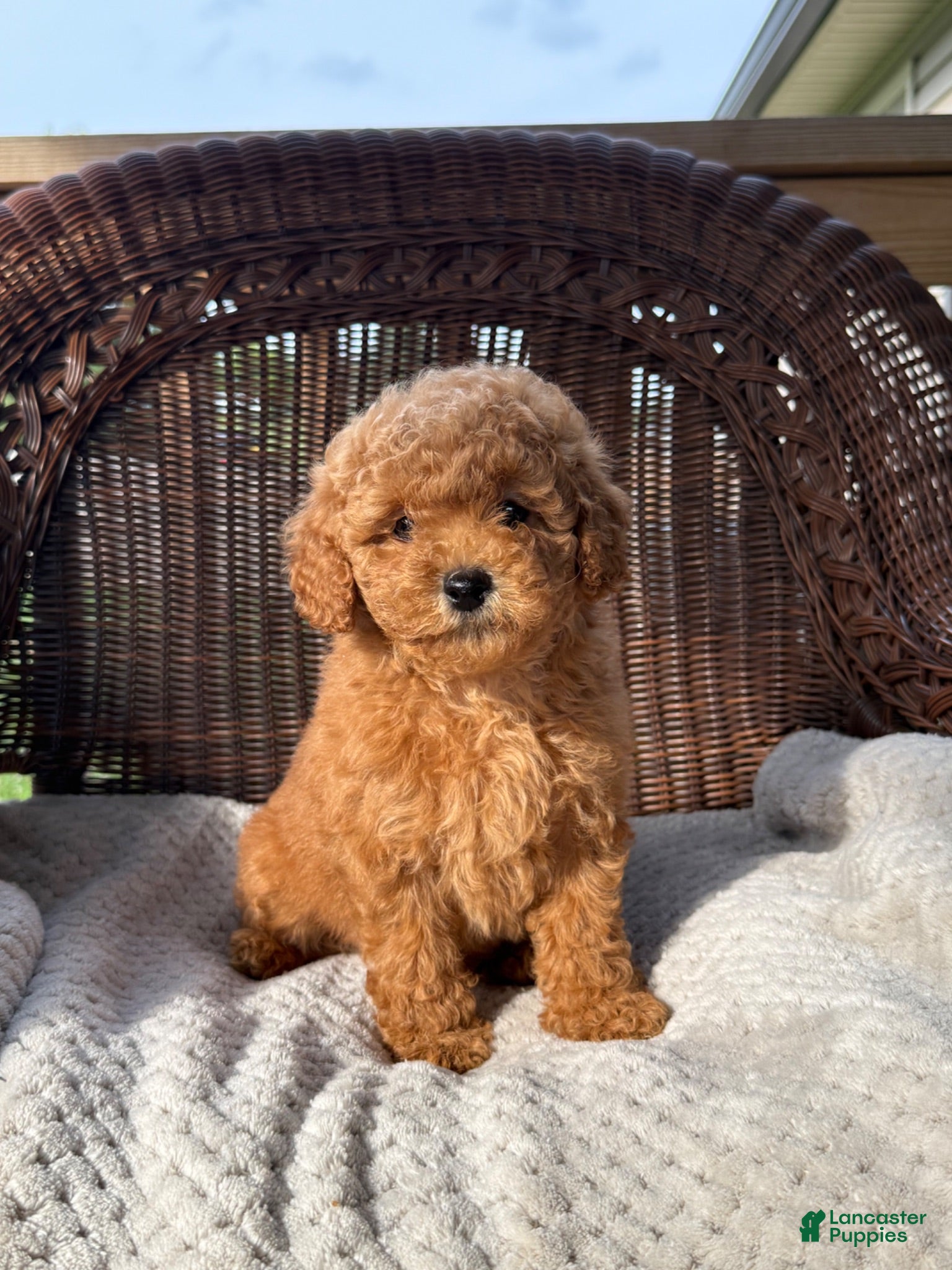 Cockapoo dogs Phil  - Ad 40