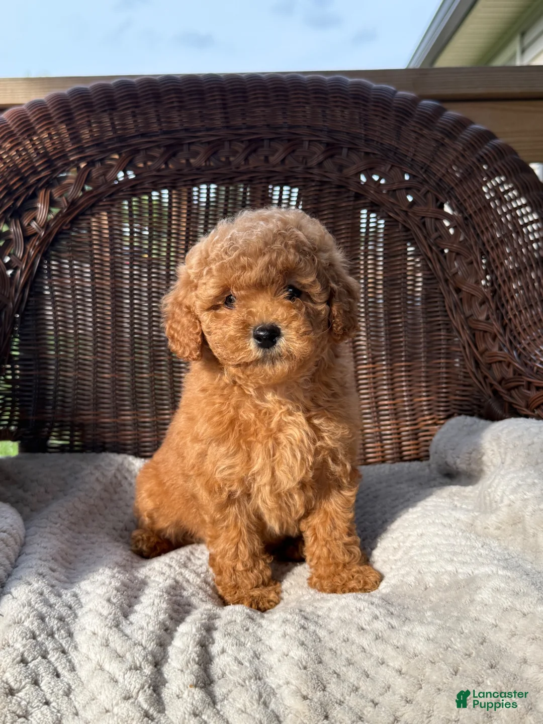 Cockapoo dogs for sale: Phil  - Ad 1