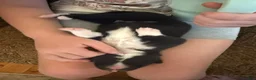 Mixed Breed dogs for sale: Mixed Breed 3 - Ad 3