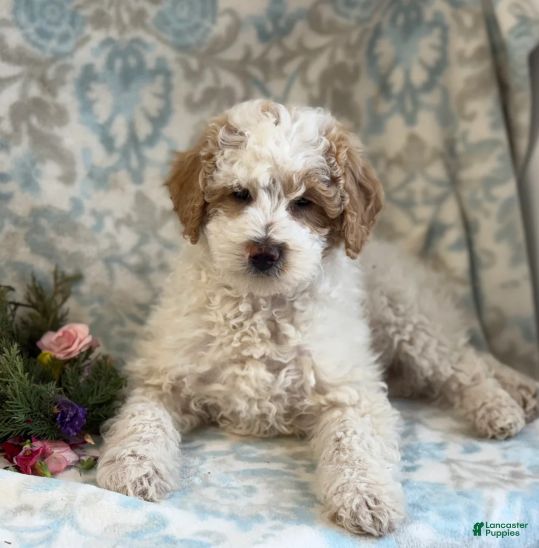 Mini Goldendoodle dogs for sale: Checkers - Ad 8
