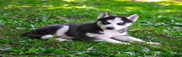 Alaskan Husky dogs for sale: Aspen - Ad 3
