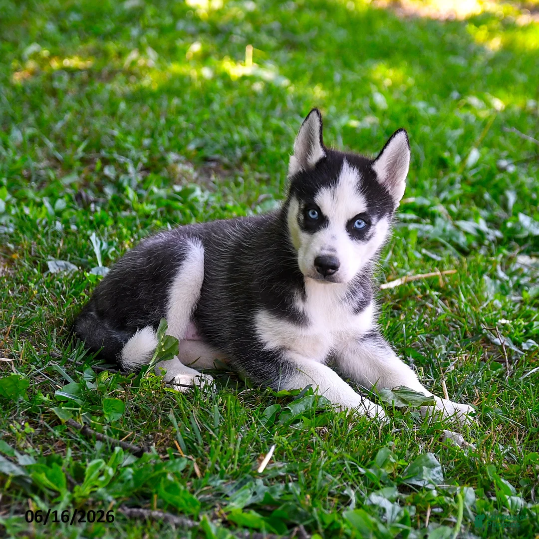 Alaskan Husky dogs for sale: Aspen - Ad 3