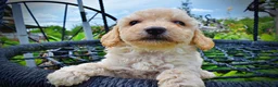 Havapoo dogs for sale: Avalon-SUMMER SALE!! $100 off listed price-this week only!  - Ad 3