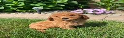 Miniature Poodle dogs for sale: Bily - Ad 13