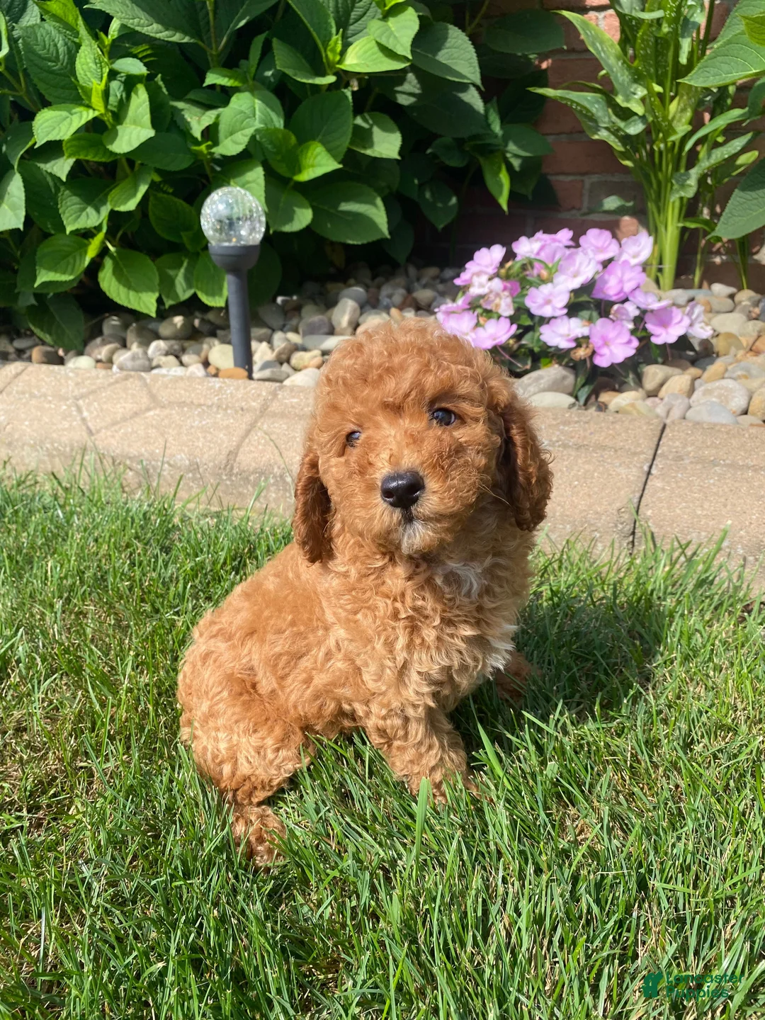 Miniature Poodle dogs for sale: Bily - Ad 13