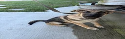German Shepherd dogs for sale: Desert - Ad 4