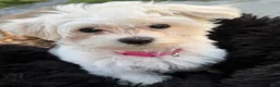 Maltipoo dogs for sale: Maltipoo Puppy 1 - Ad 2