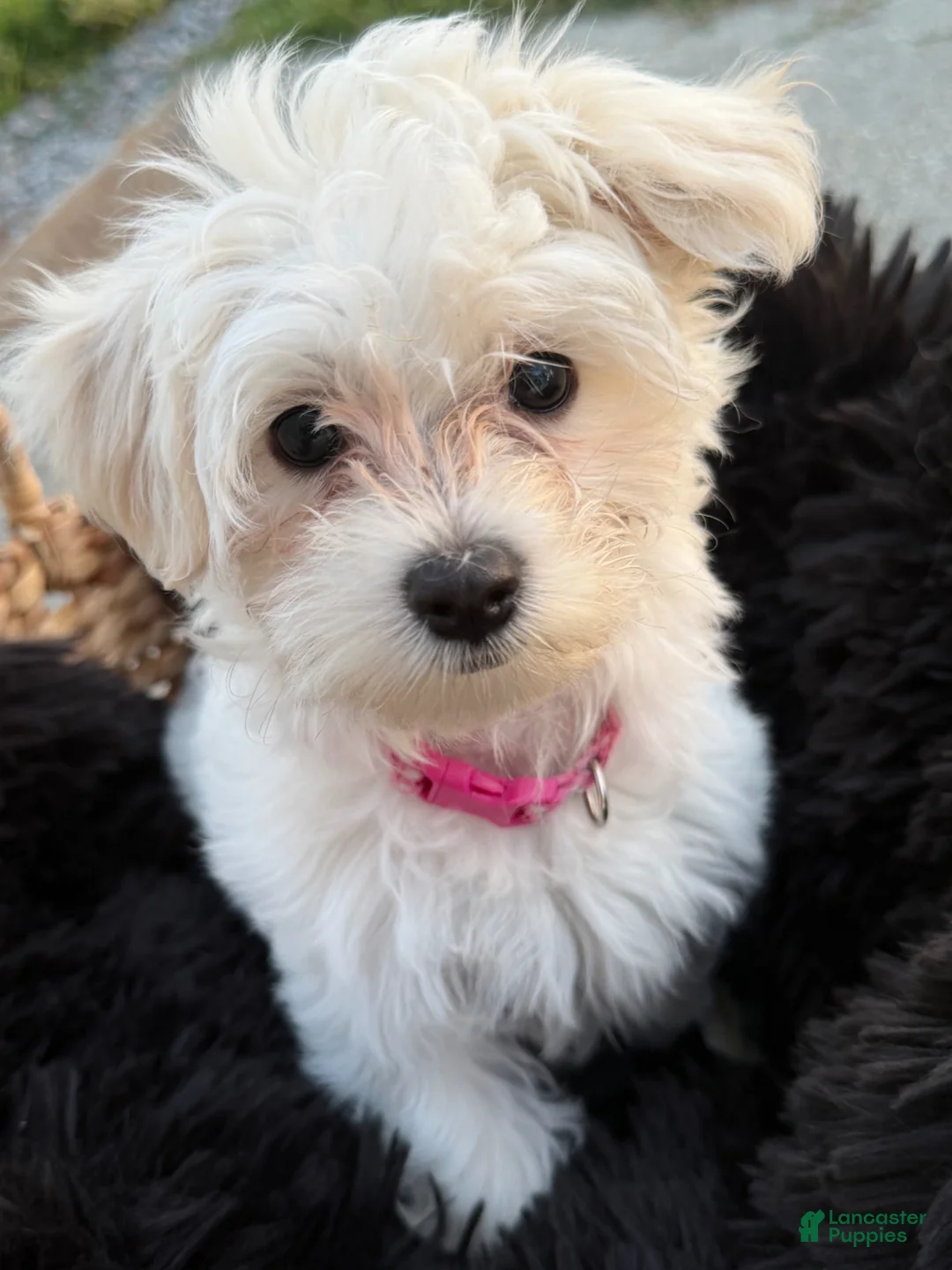 Maltipoo dogs for sale: Maltipoo Puppy 1 - Ad 2