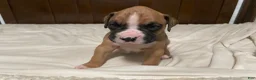 Boxer dogs for sale: Milo - Ad 6