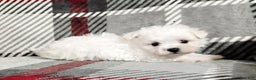 Maltese dogs for sale: Marco - Ad 2