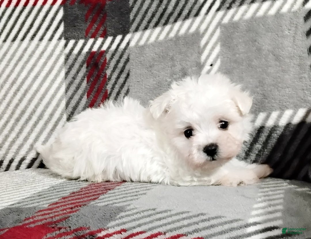Maltese dogs for sale: Marco - Ad 2