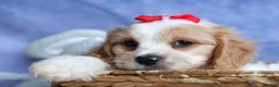 Cavachon dogs for sale: ROSCOE - Ad 5