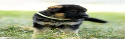 German Shepherd dogs for sale: Zorro - Ad 9