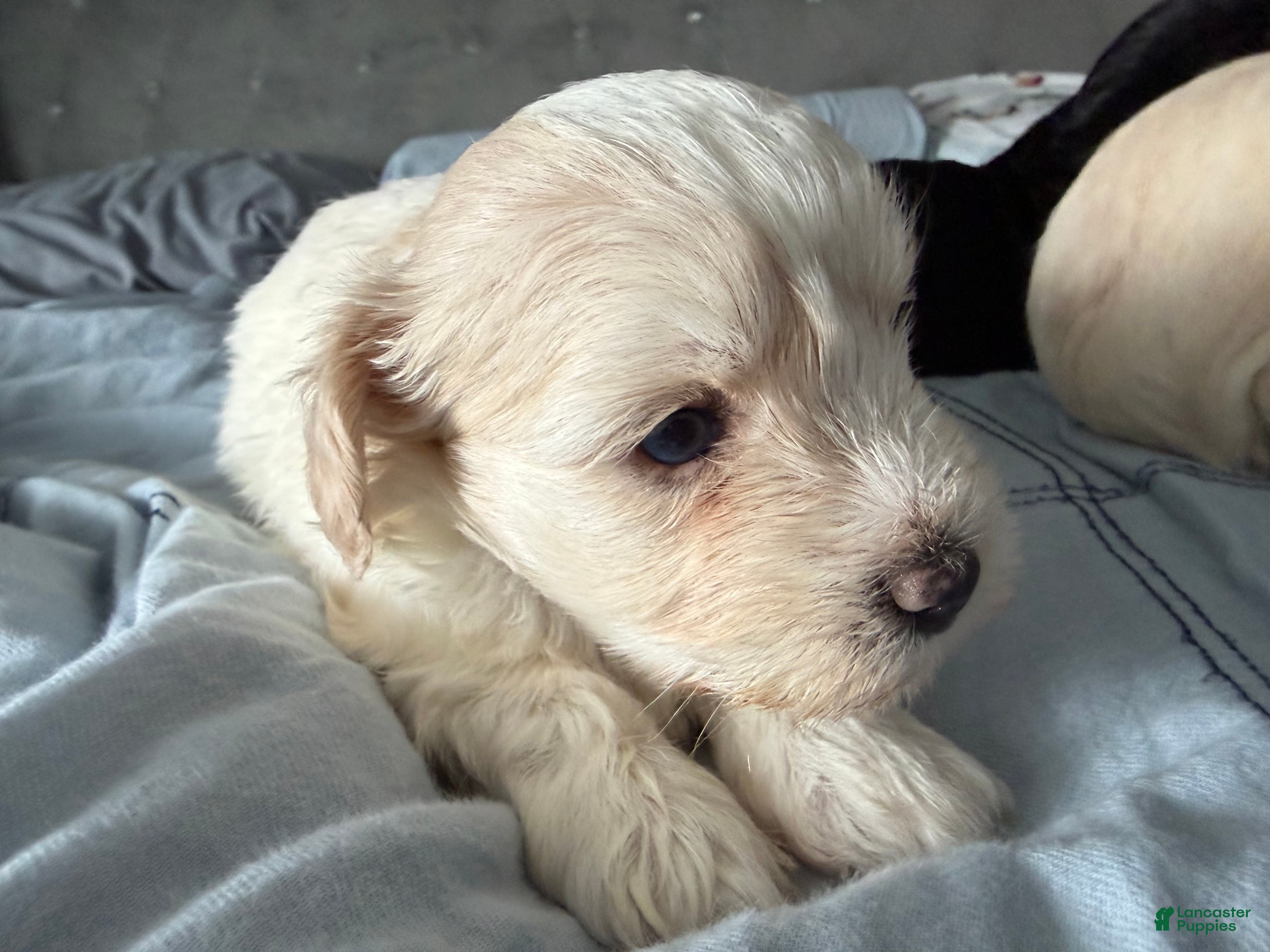 Miniature Schnauzer dogs Kira - Ad 33