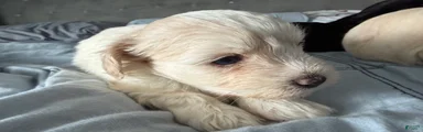 Kira