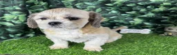 Shih Tzu dogs for sale: Shih Tzu 2 - Ad 5
