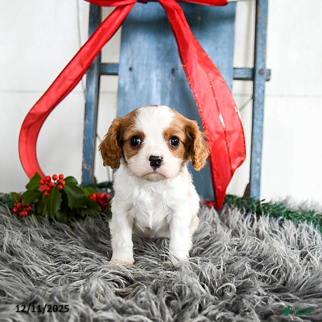 Cavalier King Charles Spaniel dogs for sale: Jasper - Ad 4