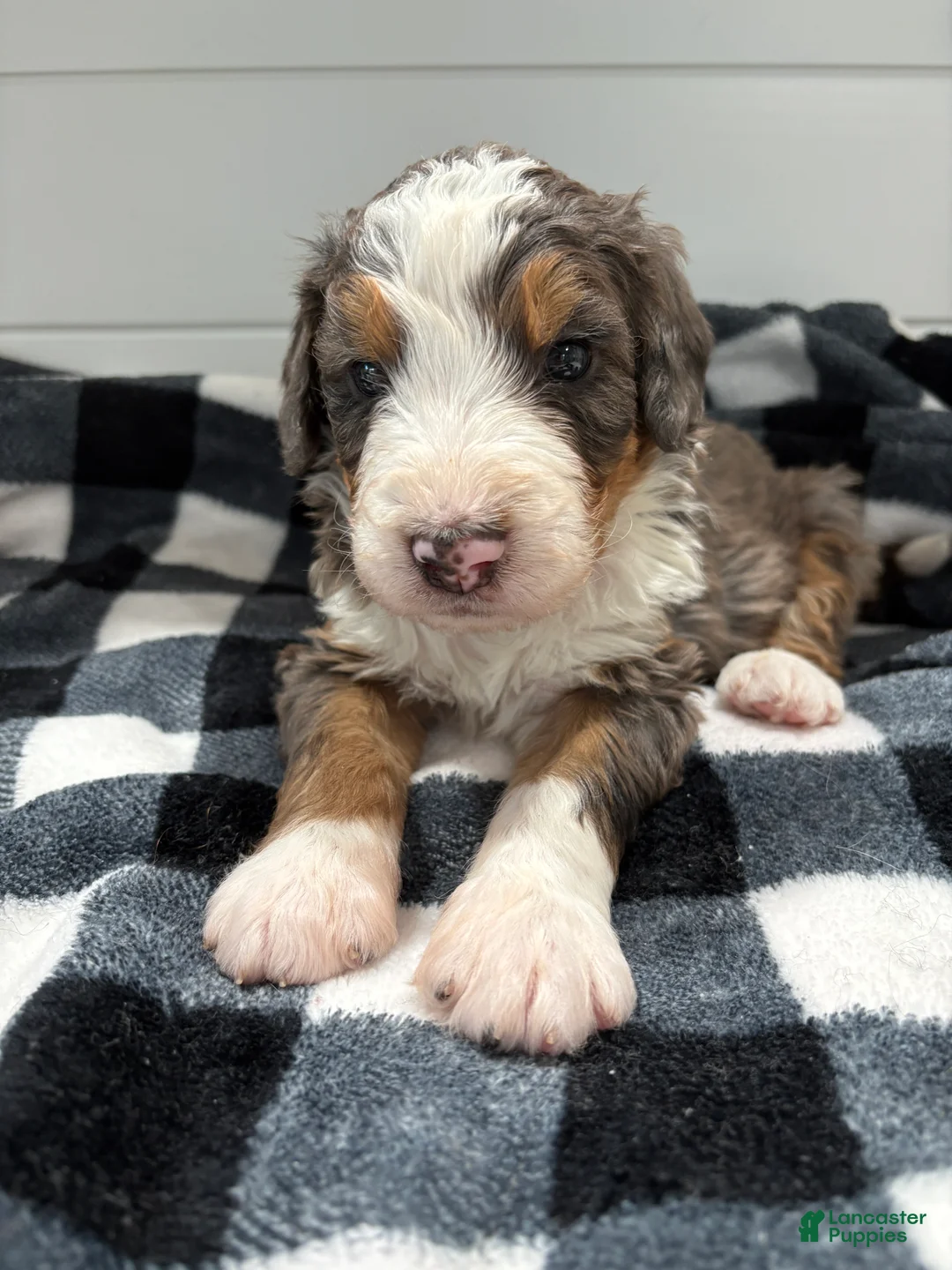 Bernedoodle dogs for sale: Bozey - Ad 6
