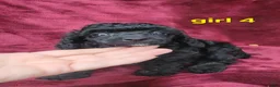 Toy Poodle dogs for sale: AKC black girl 4 - Ad 4