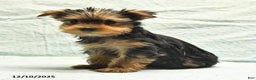 Yorkshire Terrier dogs for sale: Earl - Ad 10