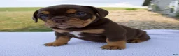Beabull dogs for sale: Stella - Ad 3