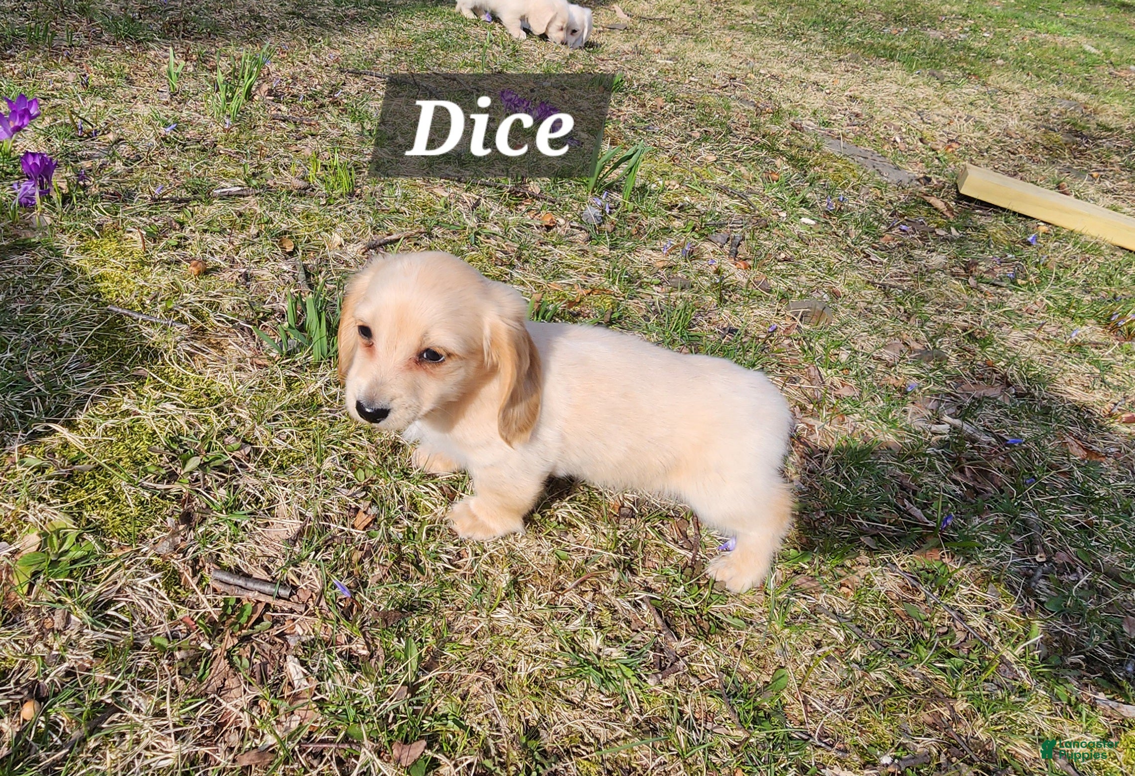 Miniature Dachshund dogs Dice - Ad 2